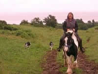 Horse and collies helping to bring in the cattle!